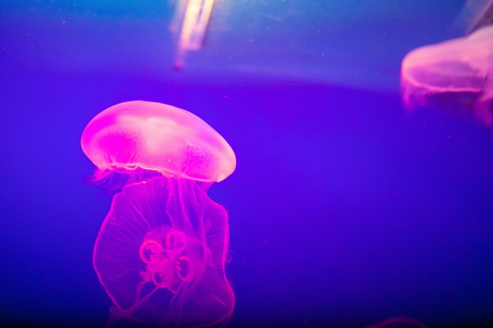 Photograph by Ирина Малина