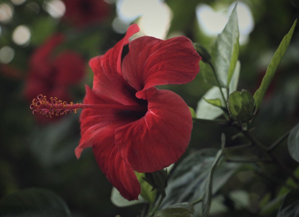 Photograph by Людмила Бутова