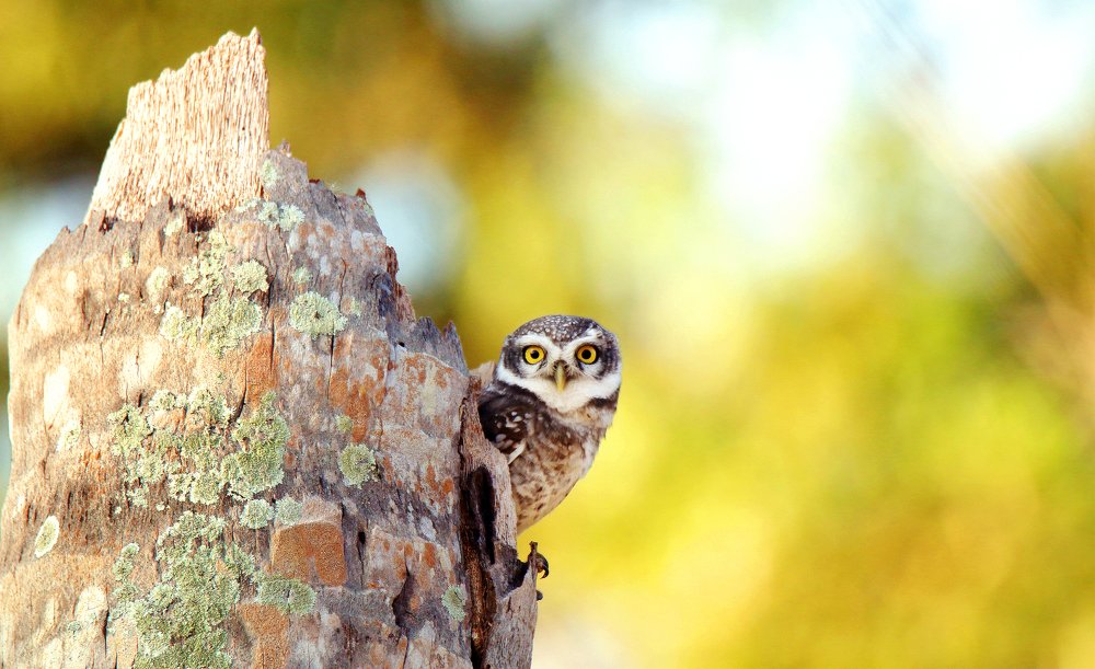 Фотография автора Suresh S S