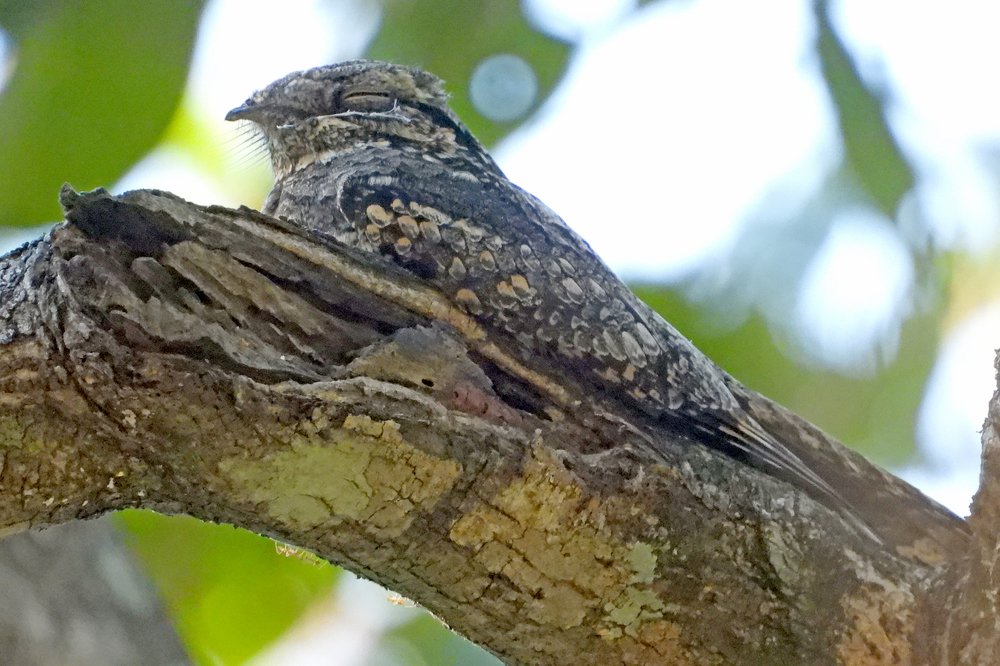 Фотография автора Suresh S S