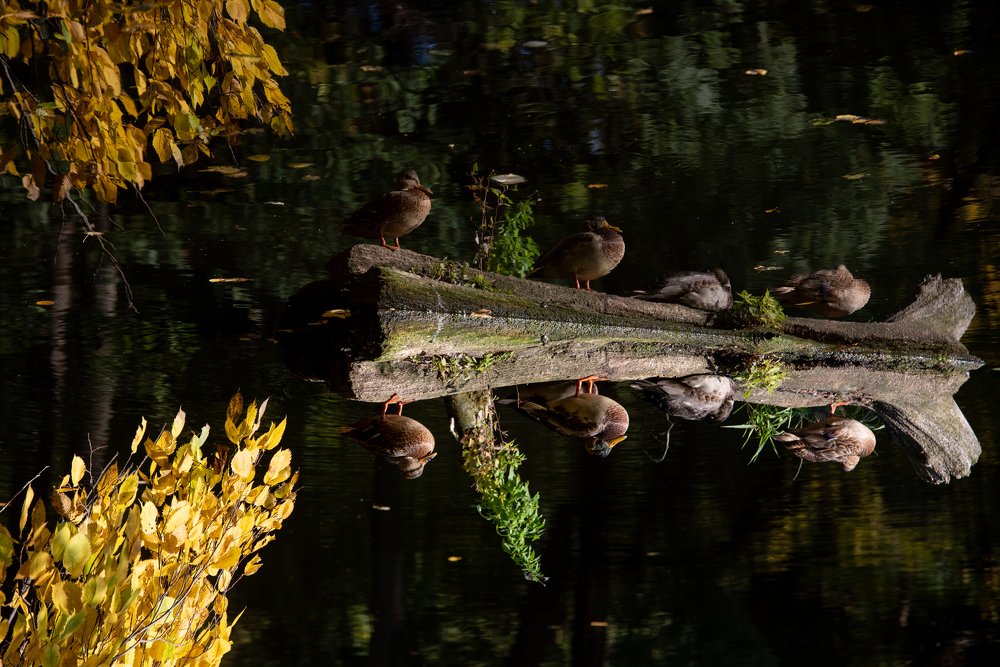 Photograph by Romsha Golos