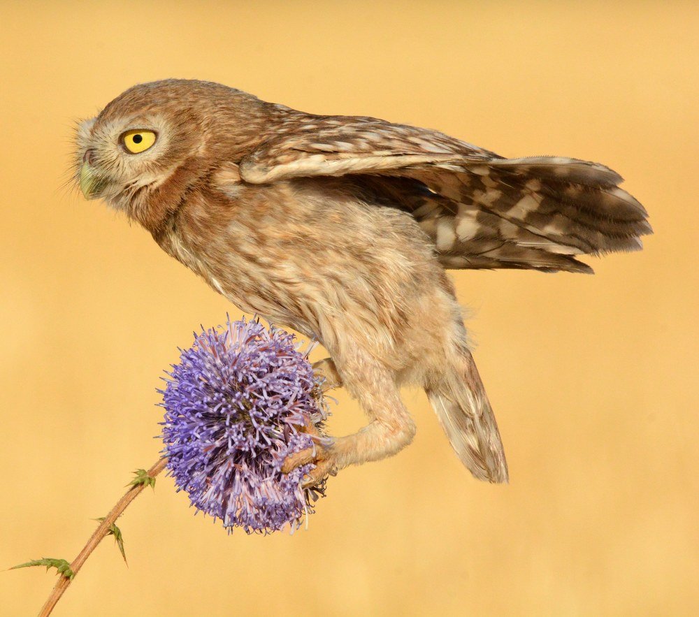 Photograph by Sohrab Niazi