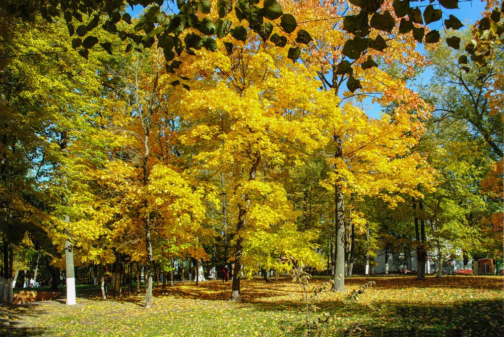 Фотография автора Елена Савельева
