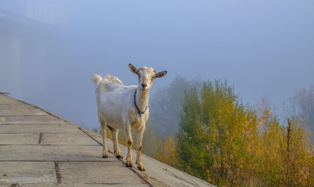 Photograph by Сычев Эдуард