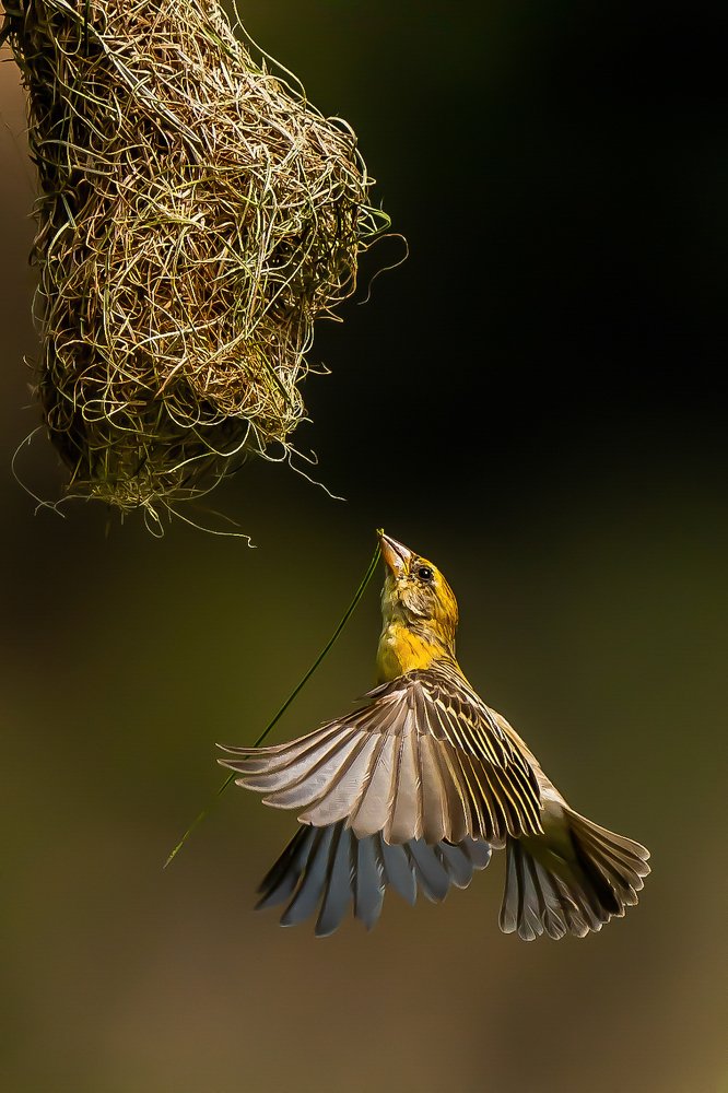 Photograph by Naveen Kumar