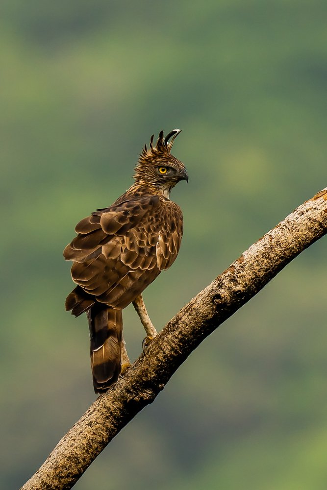 Photograph by Naveen Kumar