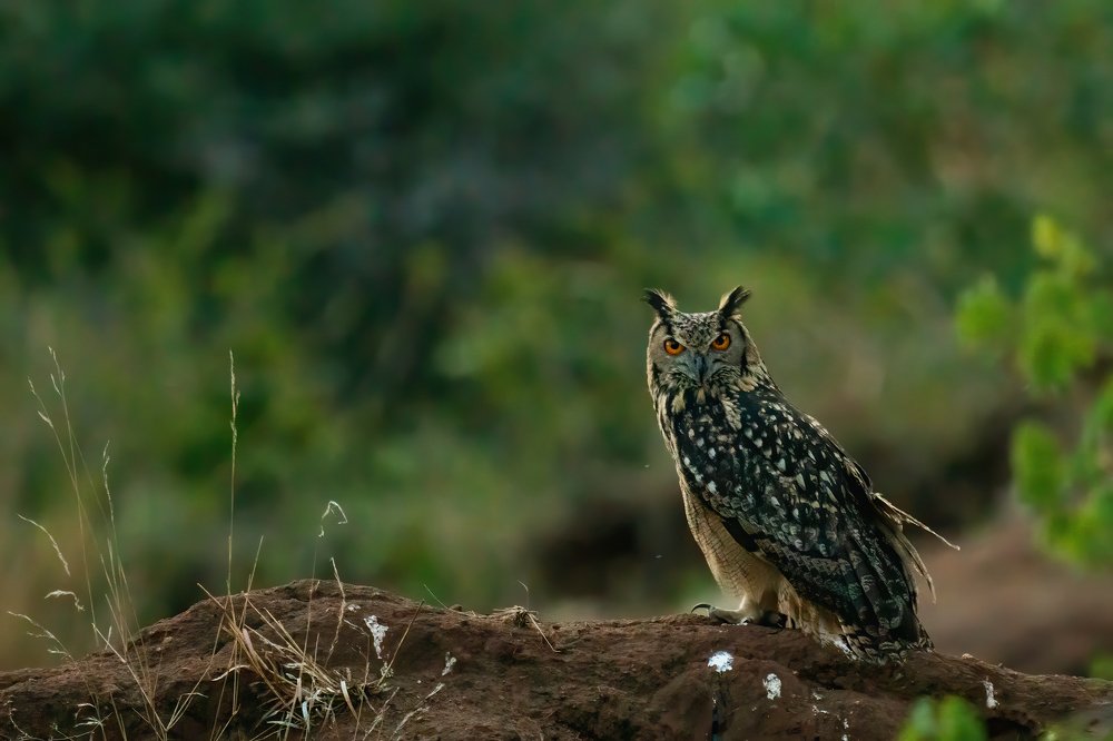 Фотография автора Naveen Kumar