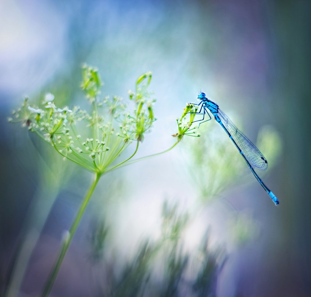 Photograph by Dana S.