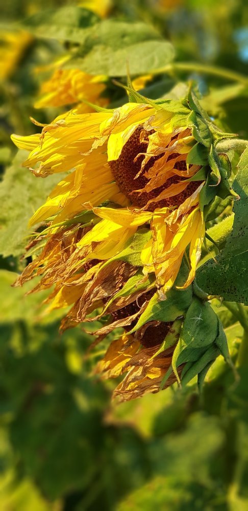 Photograph by Светлана Эленевич