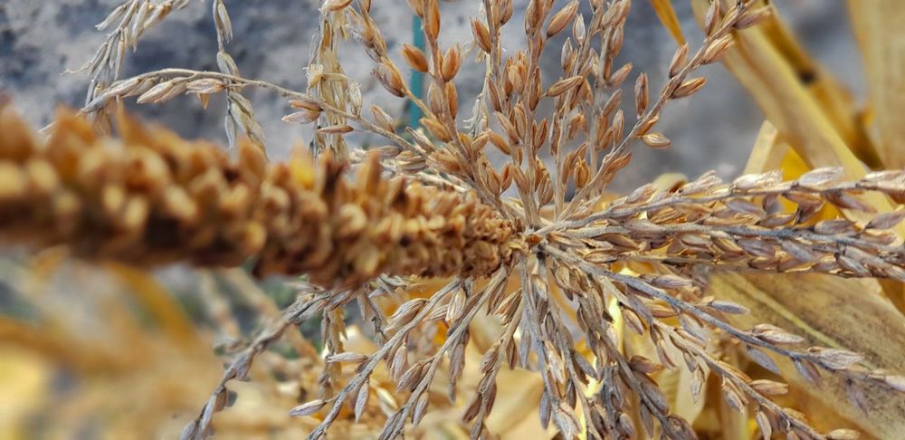 Photograph by Светлана Эленевич