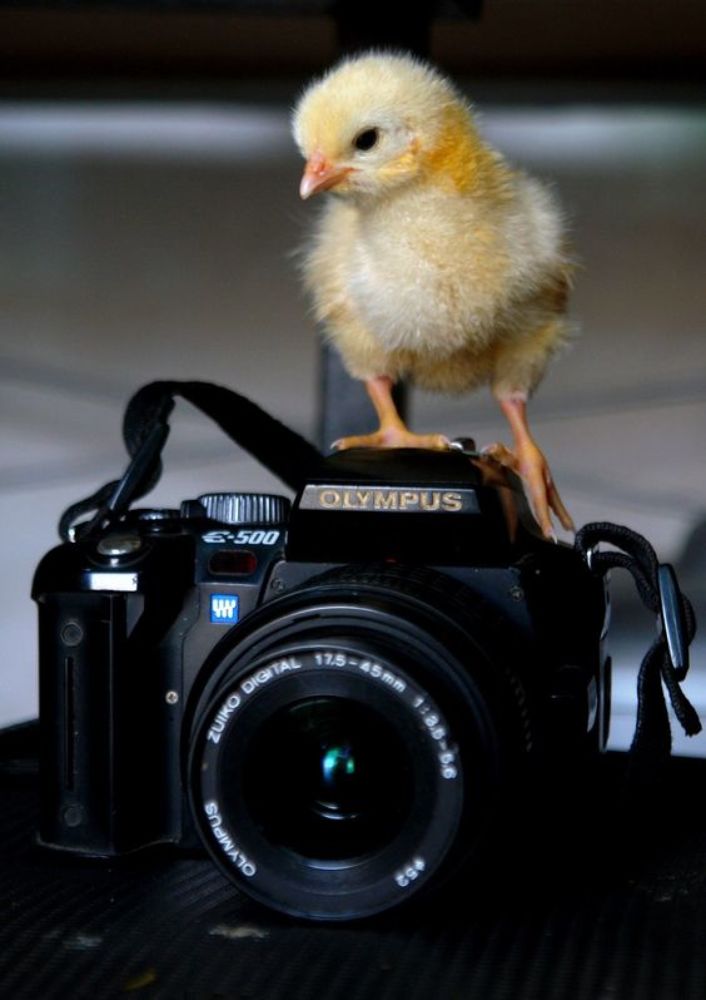 Photograph by علي الساعدي