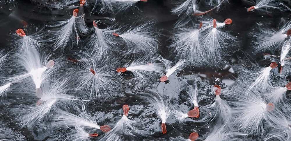 Photograph by Светлана Эленевич