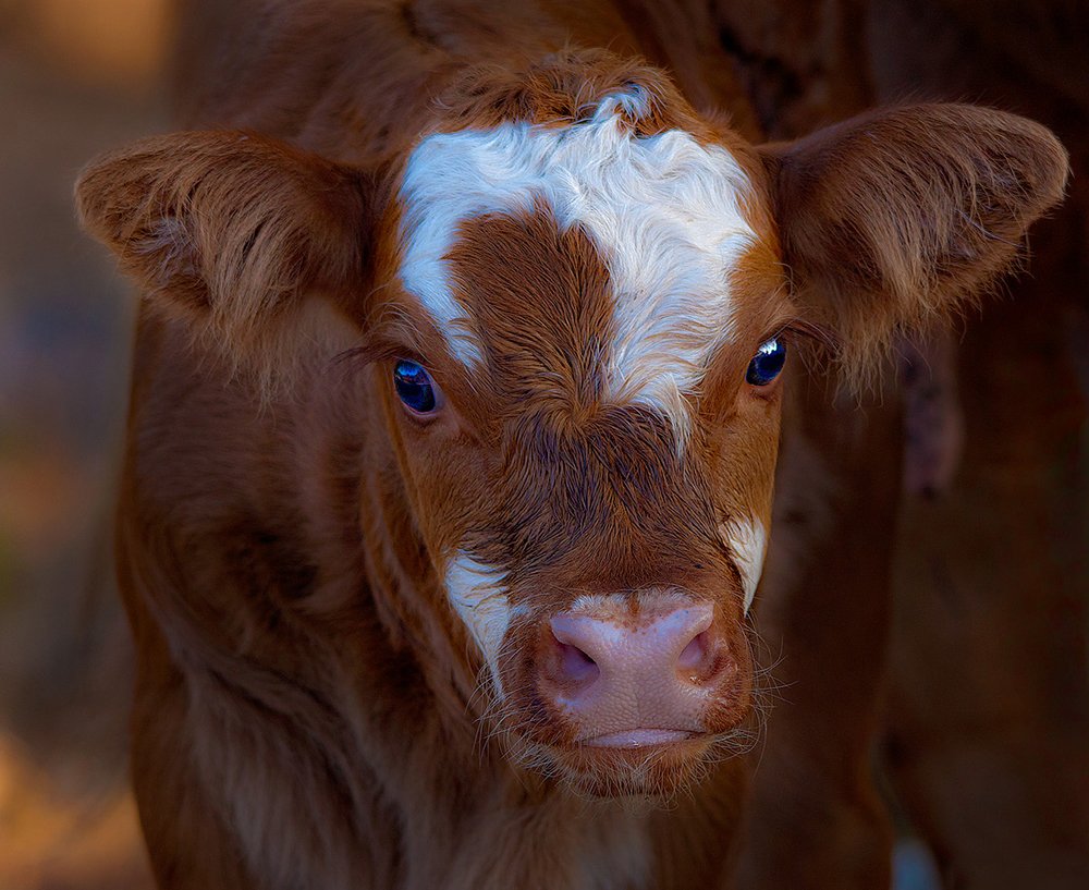 Photograph by Boris Bekelman