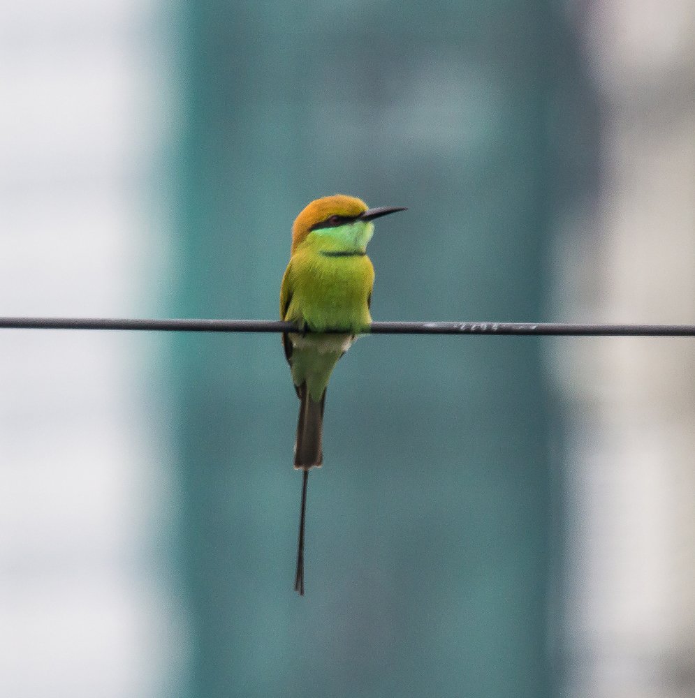 Green Bee Eater