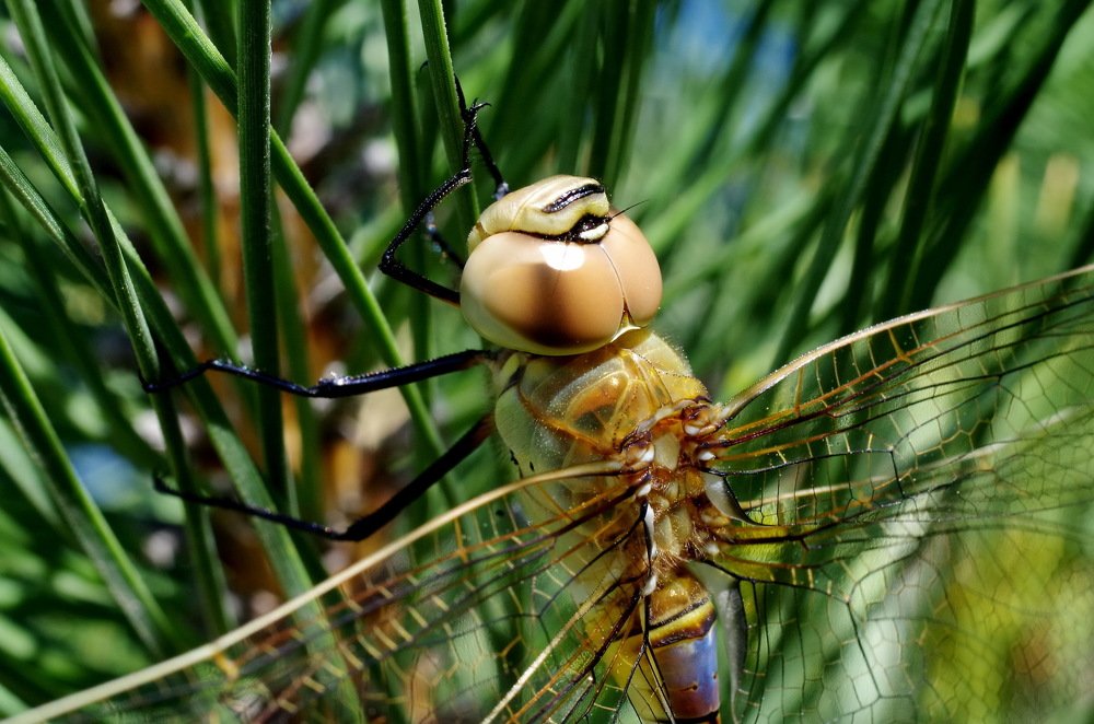 Photograph by Александр Шумаков