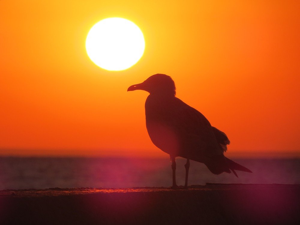 Рассвет в Феодосийском заливе