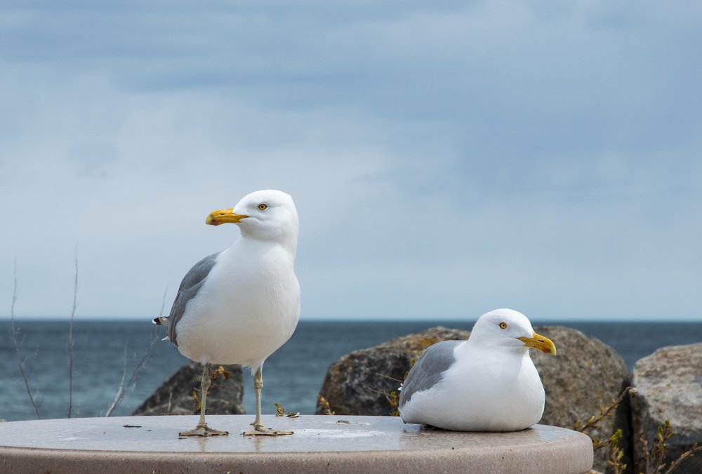 Photograph by Luiz Anelli