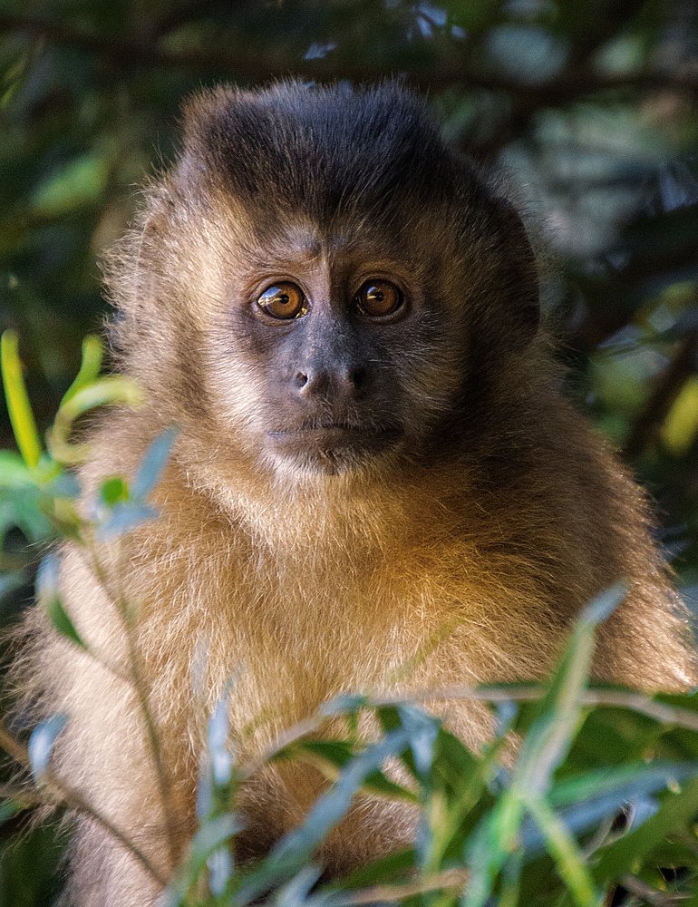 Photograph by Luiz Anelli