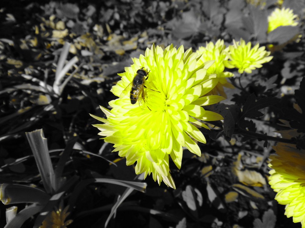 Photograph by Ольга Шевцова