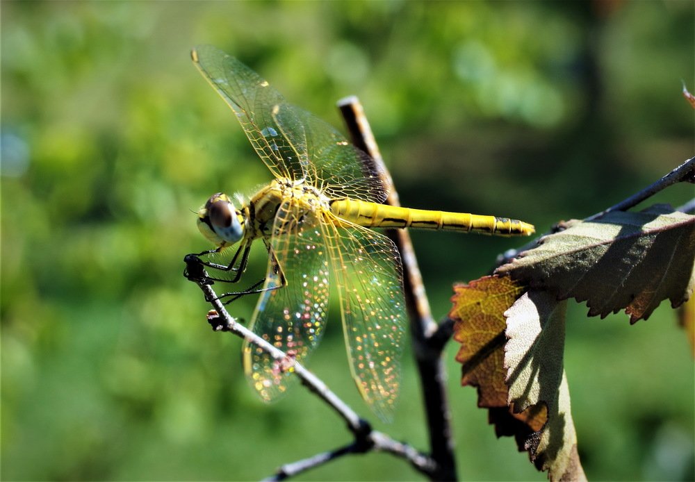 Photograph by Александр Шумаков