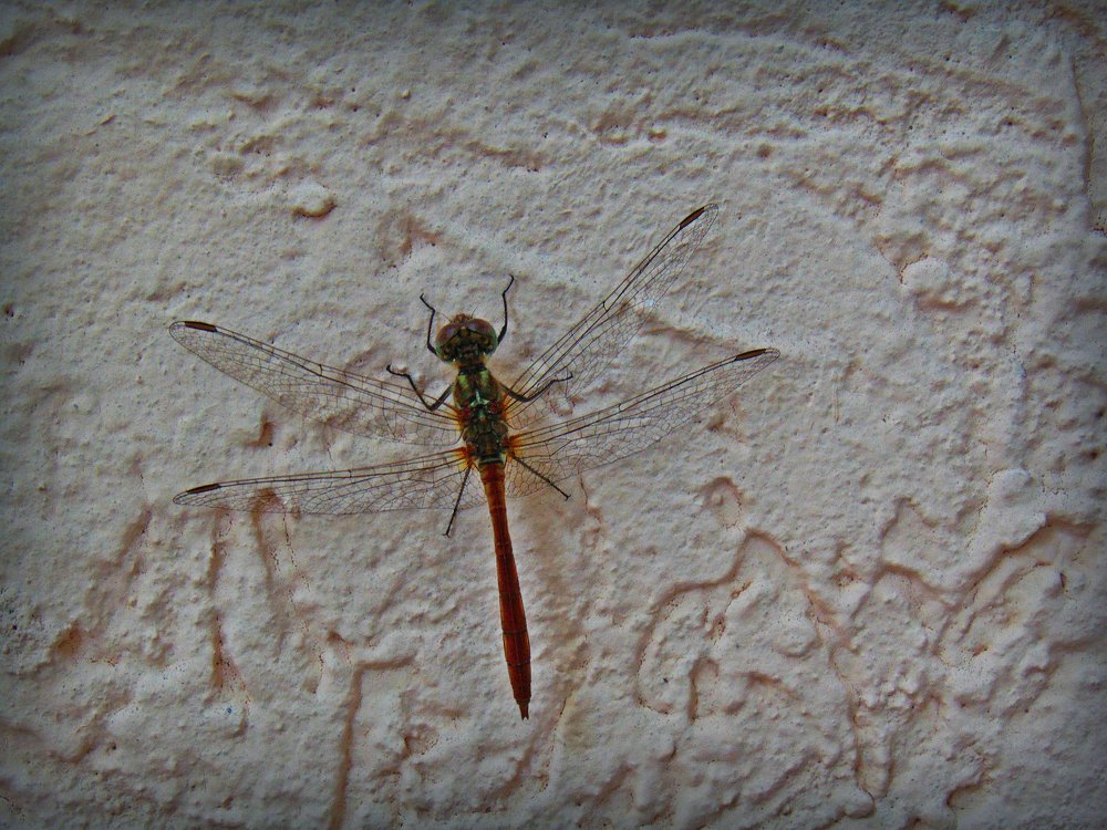 Photograph by Ольга Шевцова