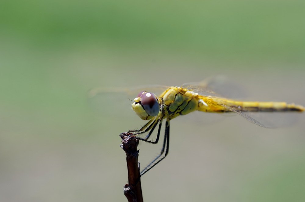 Photograph by Александр Шумаков