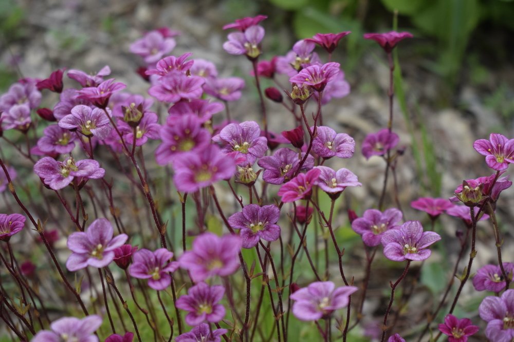 Photograph by Елизавета Чернышева