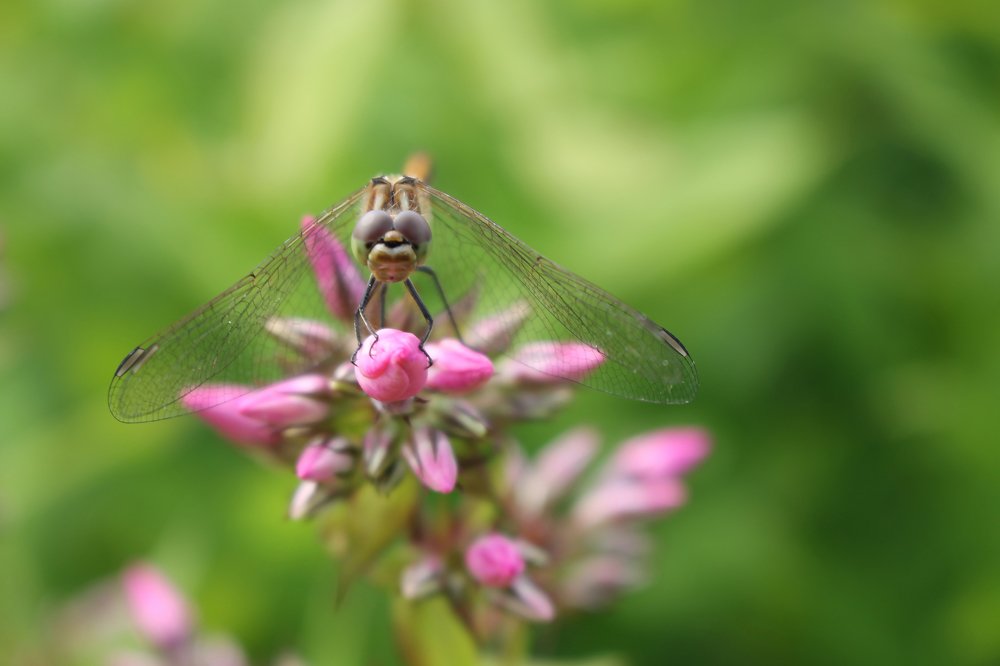 Photograph by Филиппов Олег
