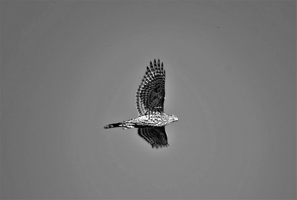 Перепелятник