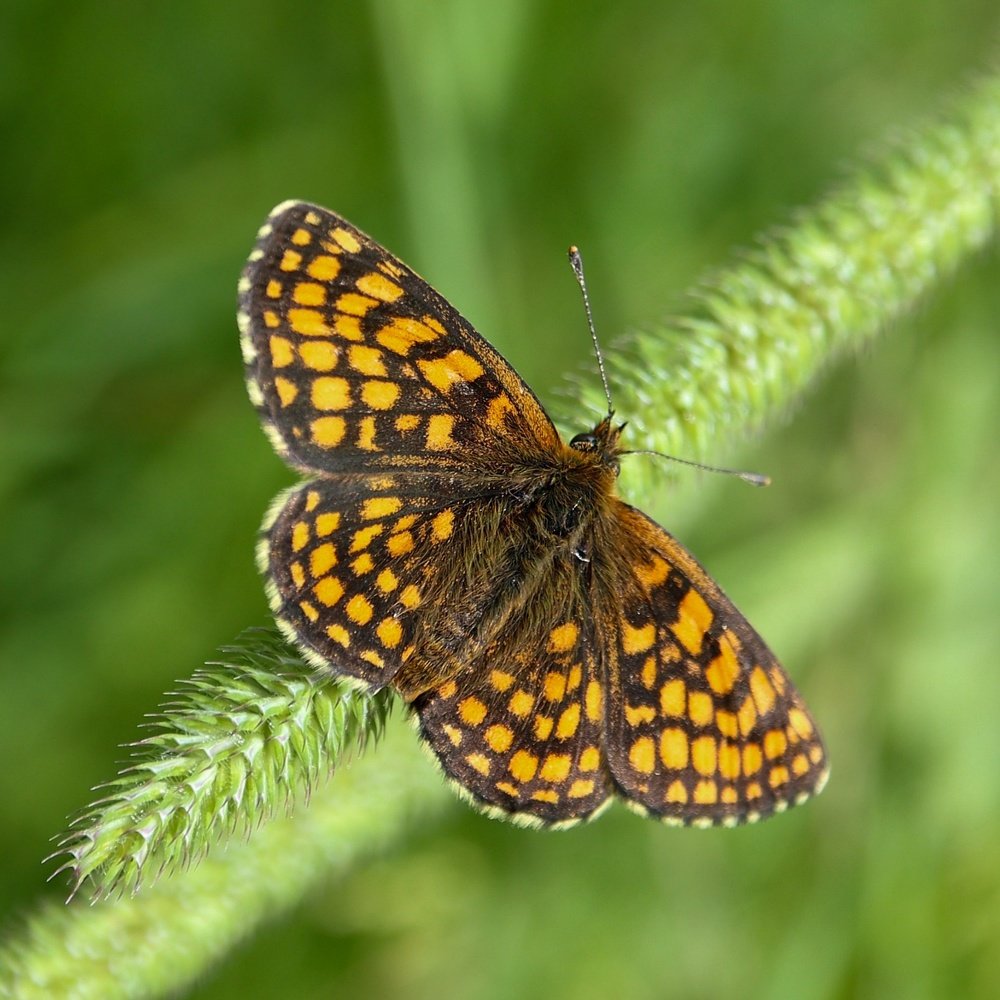 Photograph by Ирина Корабельникова