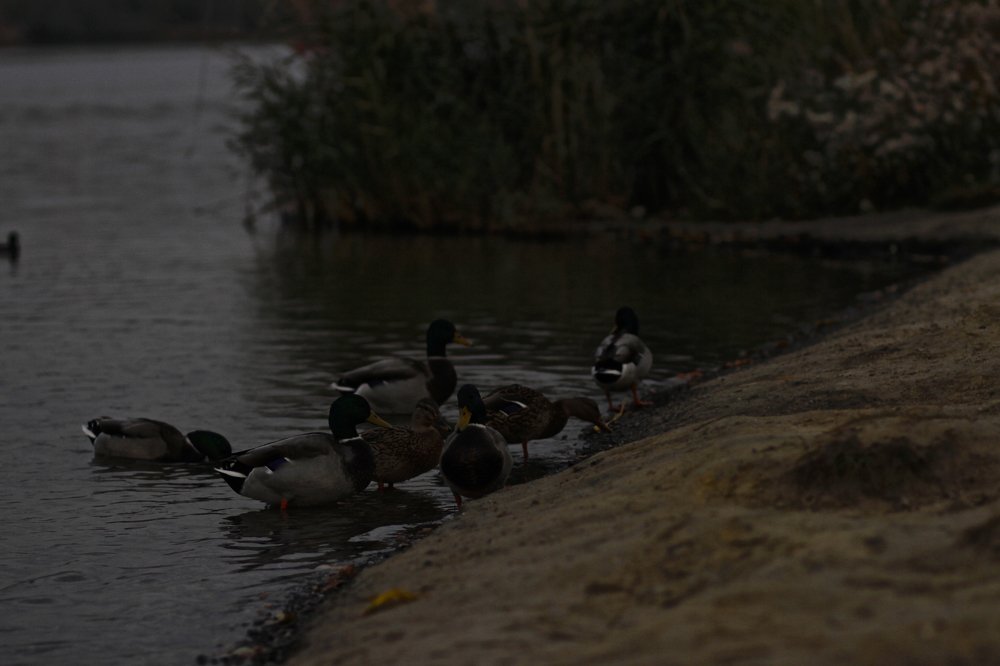 Photograph by Алексей