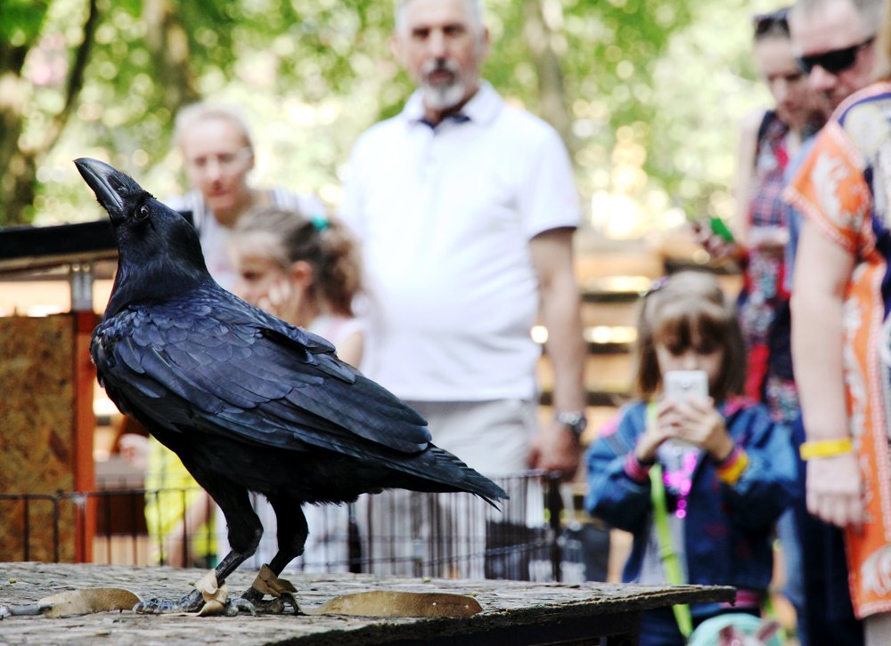 Ворон представляет!