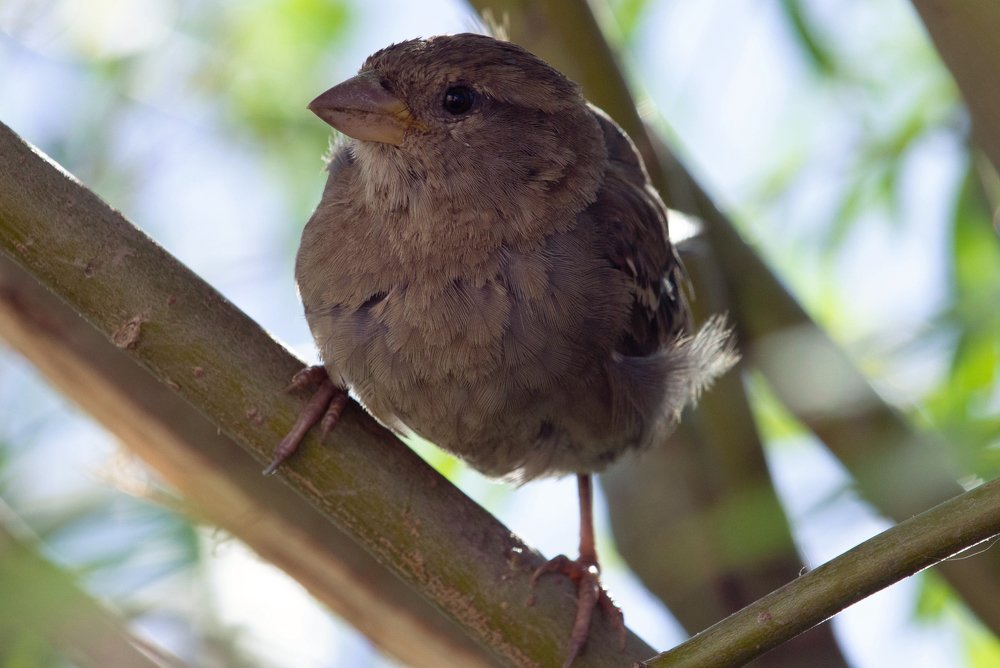 Обычный воробей