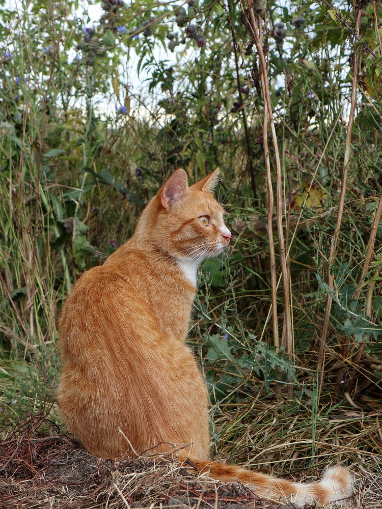 Photograph by Ирина Корабельникова