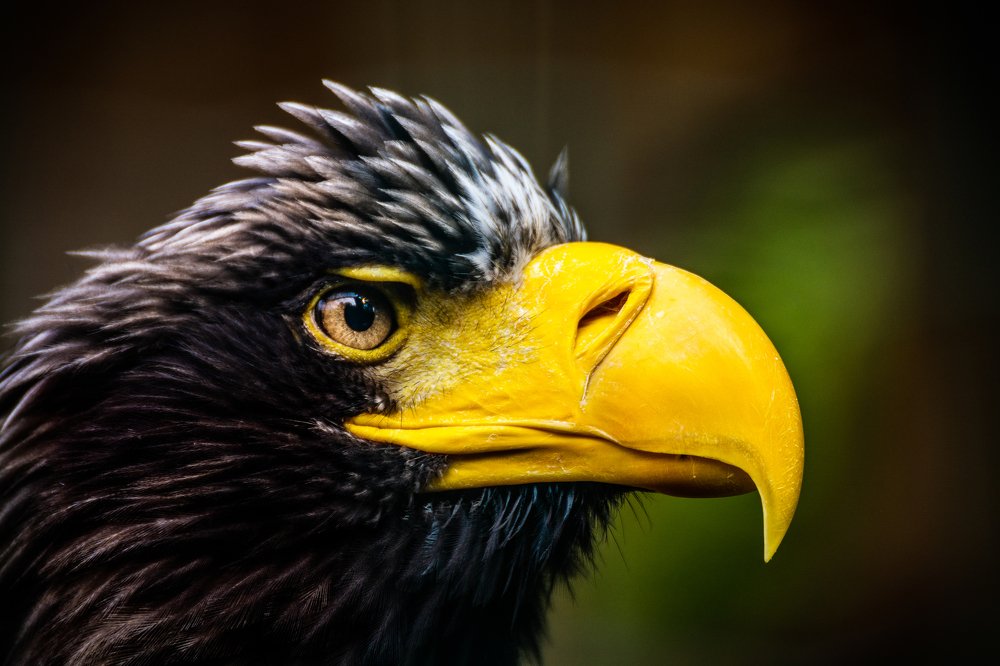 Photograph by Juraj Šulek