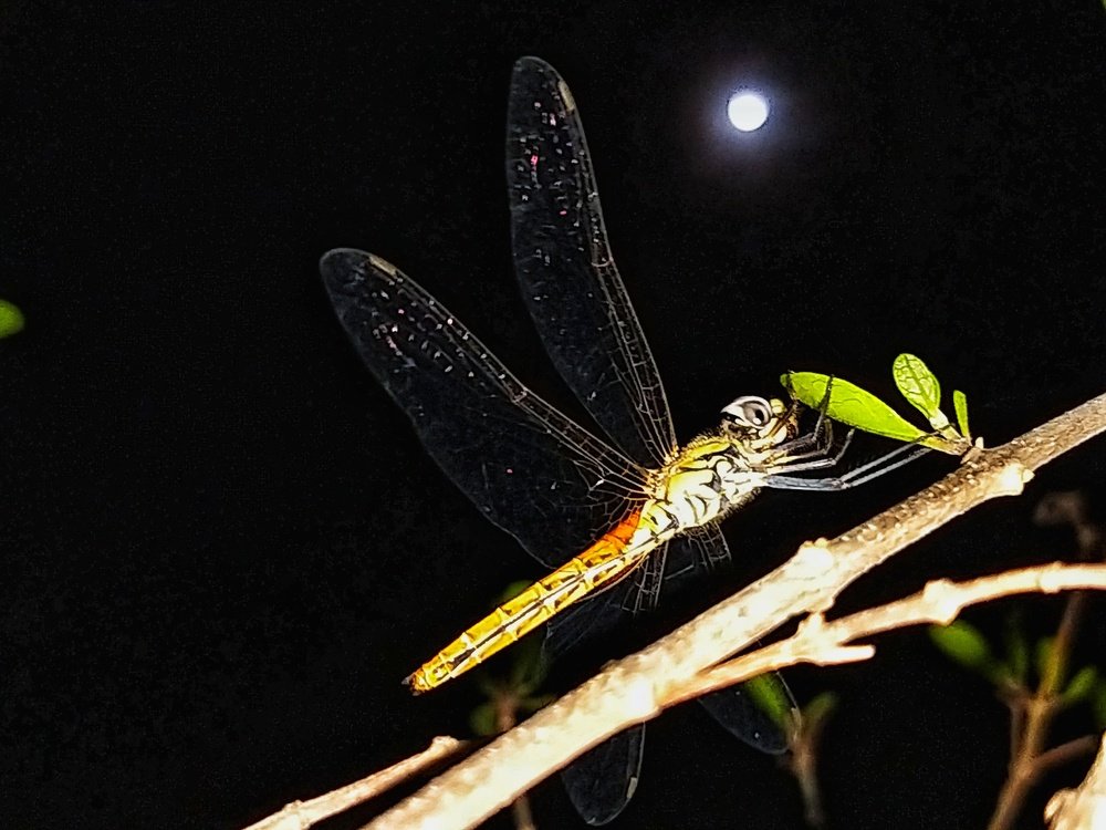 Photograph by Anupam Mukherjee