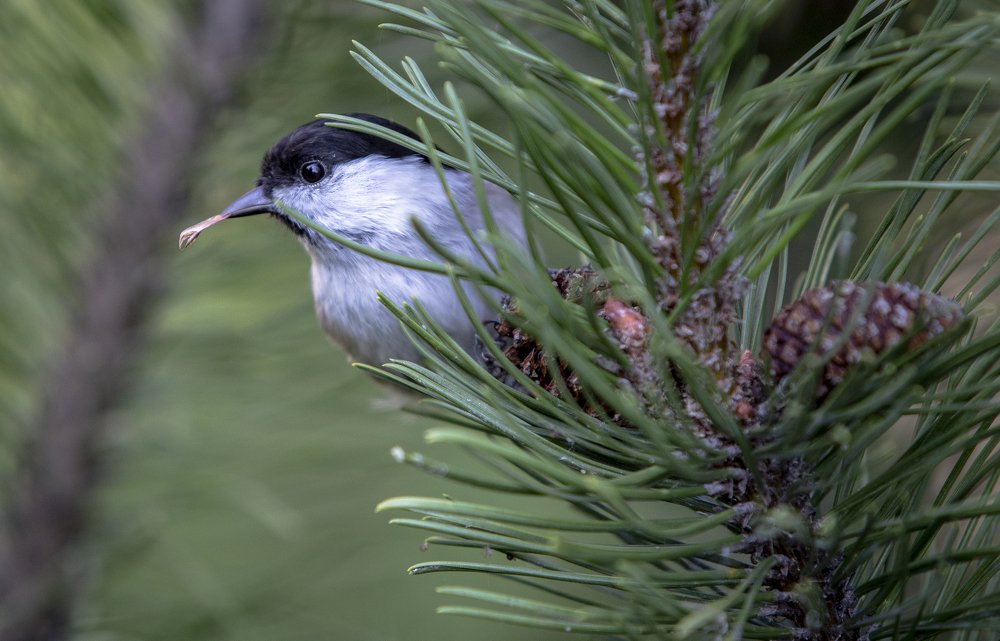 Photograph by Katja Sen