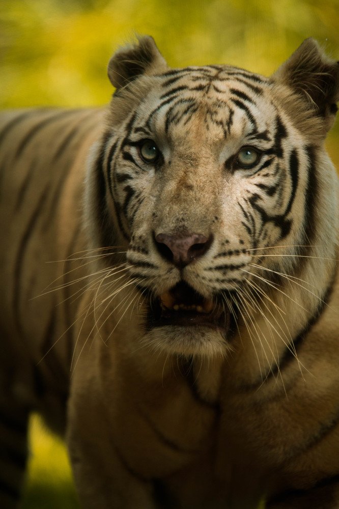 THE WHITE TIGER OF RANTHAMBORE