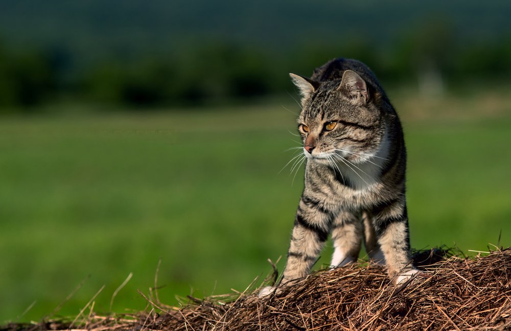 Photograph by юрий ященко