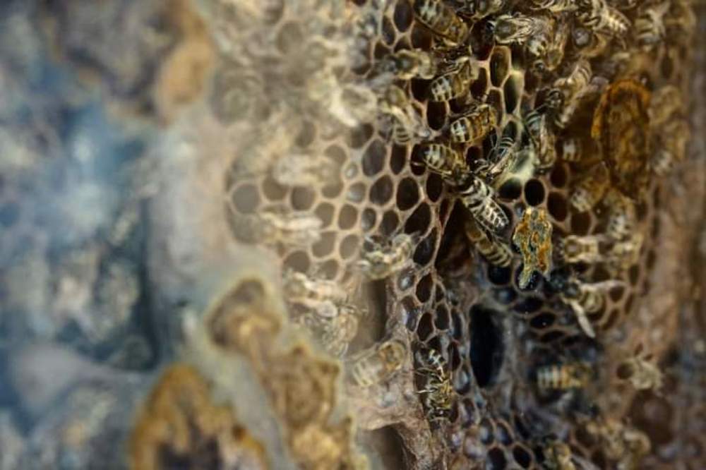 Photograph by Эльза Чанба