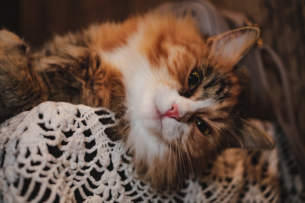 Photograph by Екатерина Аксёнова