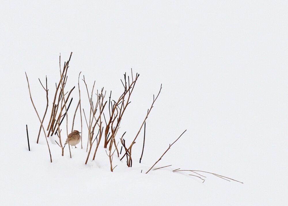 Фотография автора Alireza Bagheri sani