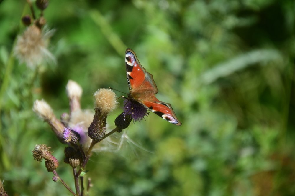 Фотография автора Альбина Хвастунова