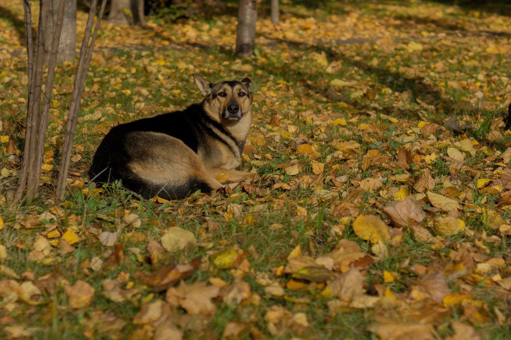 Photograph by Любовь Дворникова