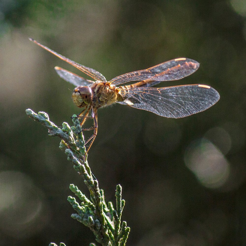Photograph by Алексей Кремнёв