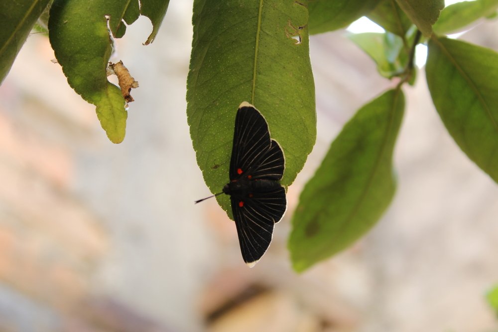 Hermosa mariposita en el limón