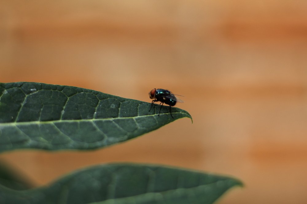 Mosca azul