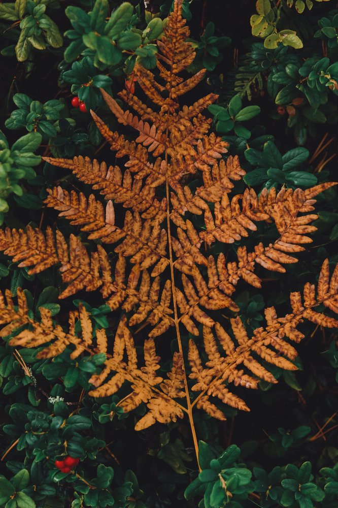 Photograph by Алина Логвиненко