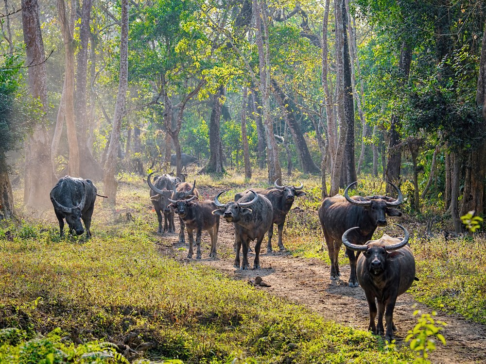 Herd of Wild Water Buffaloes
