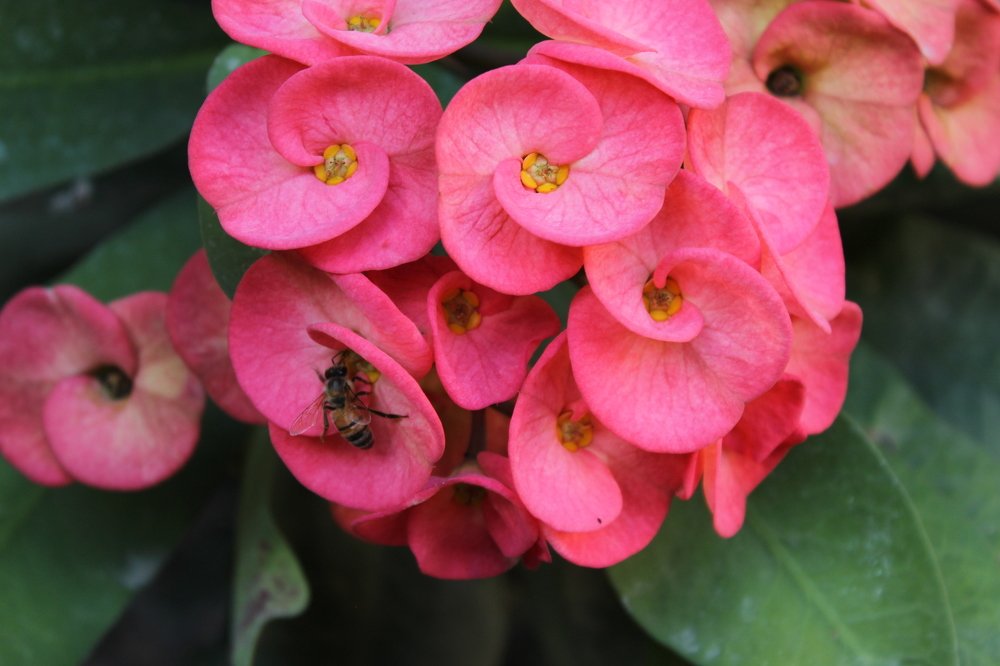 Abeja alimentándose
